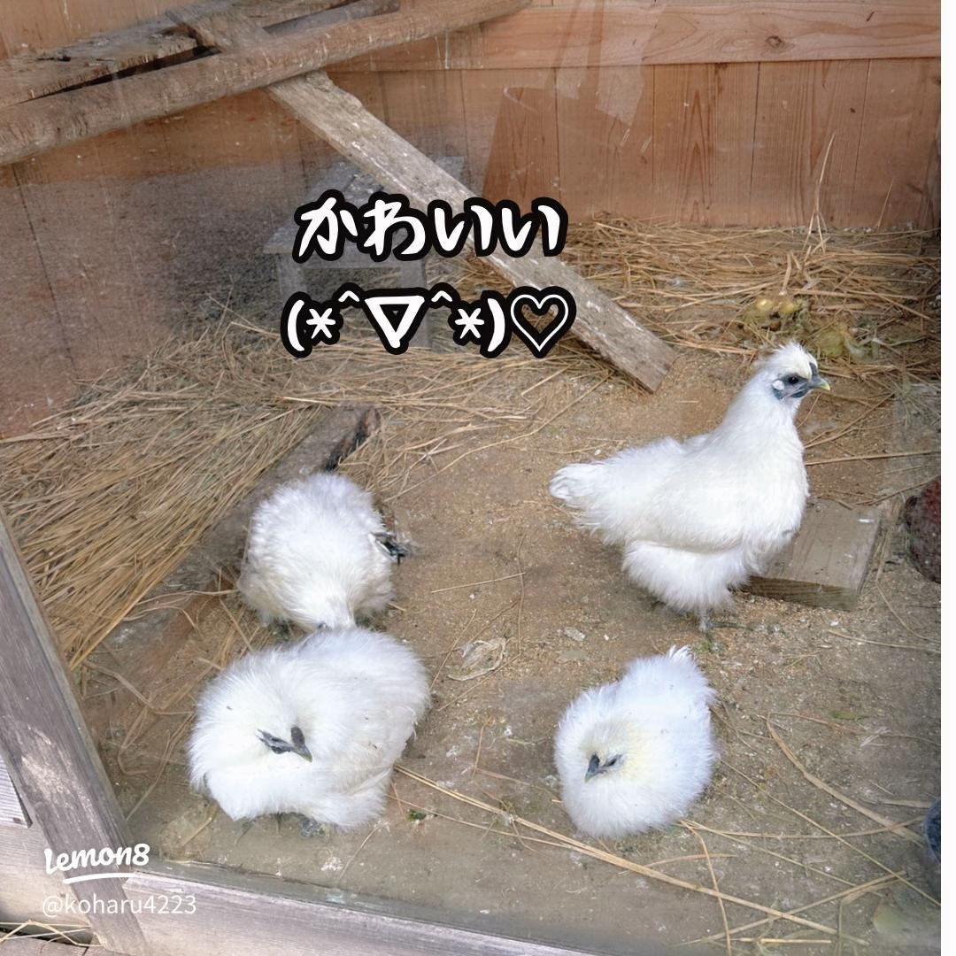 ⛩️ 타카야시키 이나리 신사 (타카야시키 이나리 진자) 이미지 15